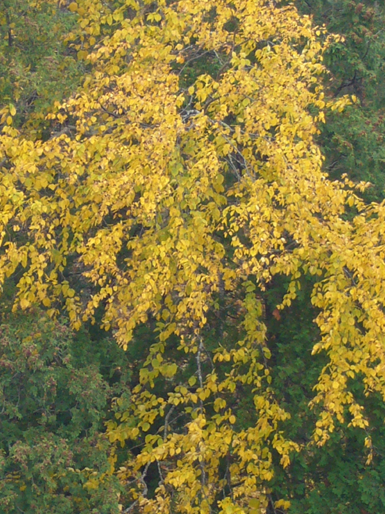 20061005_204220