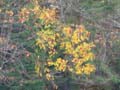 20061005_204210