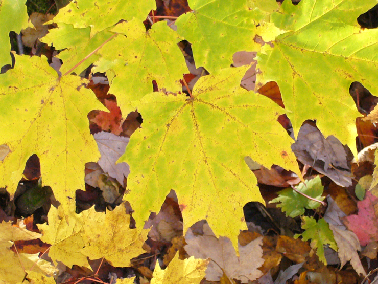 20061006_161448