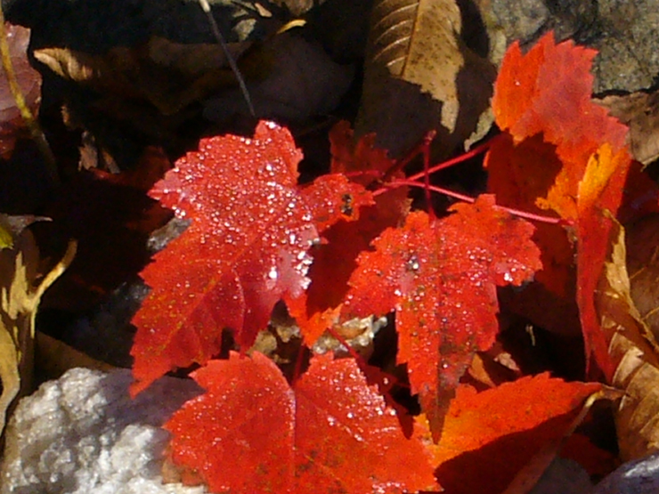 20061006_162416
