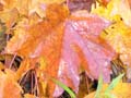 20061006_160214
