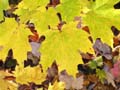 20061006_161448