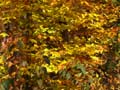 20061006_162704