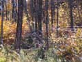 20061006_162726